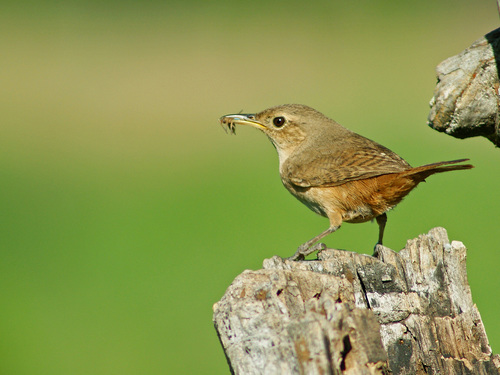 Image of House Wren