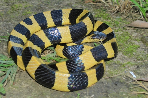 Image of Banded krait