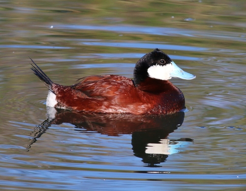 Image of Ruddy Duck