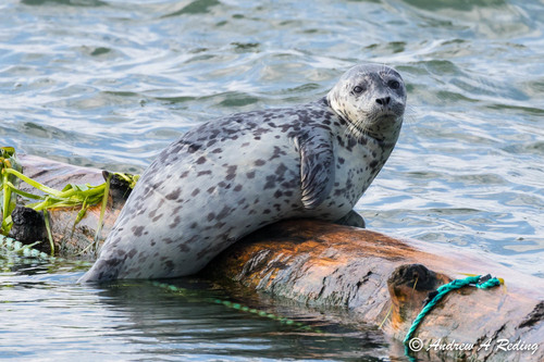 Image of Harbor Seal