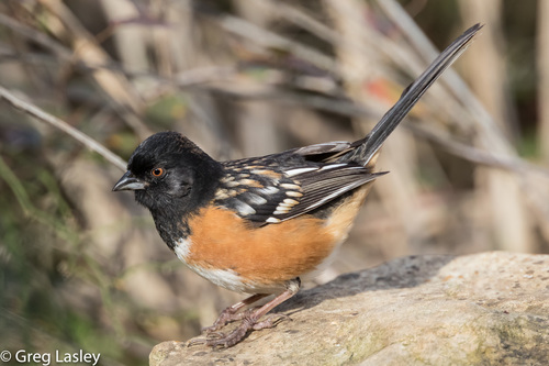 Image of Spotted Towhee