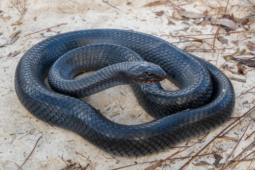 Image of Eastern Indigo Snake