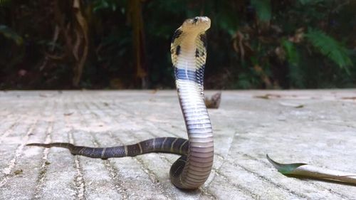 Image of Chinese Cobra