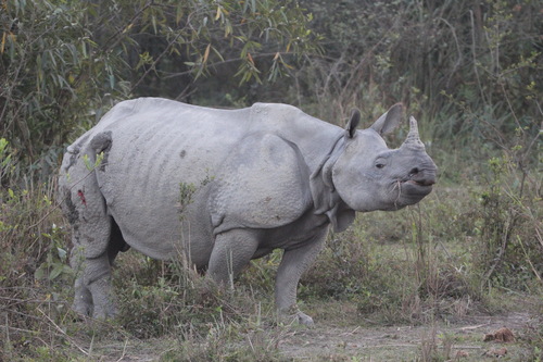 Image of Indian Rhinoceros