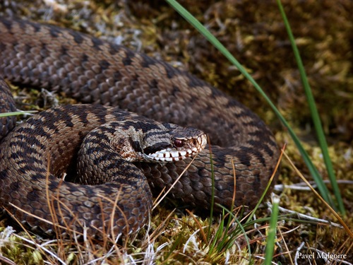 Image of European Adder