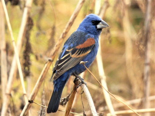 Image of Blue Grosbeak