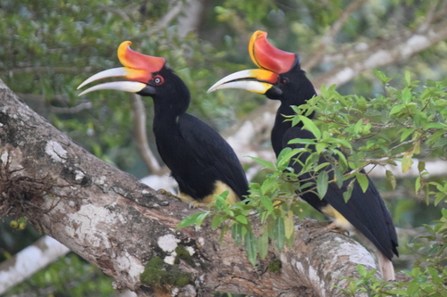 Image of Rhinoceros Hornbill