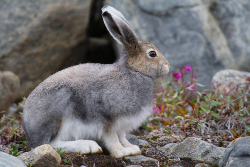 Image of Arctic Hare