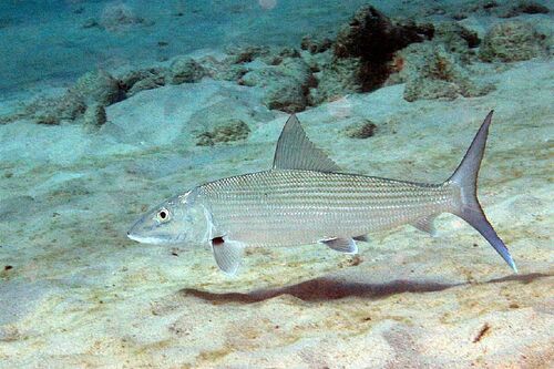 Image of Bonefish