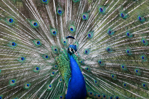 Image of Indian Peafowl