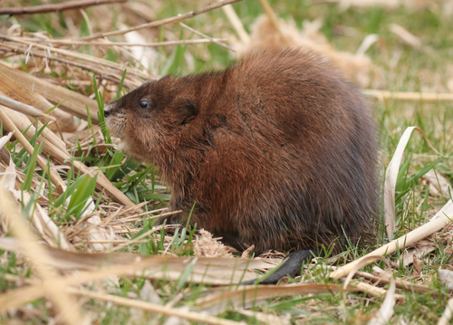 Image of Muskrat