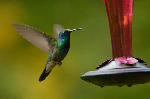 Image of Mexican Violetear