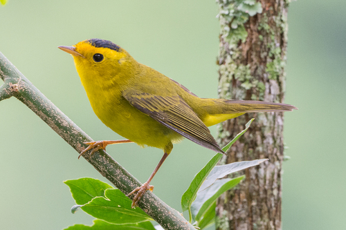 Image of Wilson's Warbler