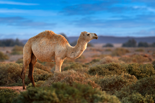 Image of Dromedary