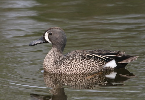 Image of Blue-winged Teal