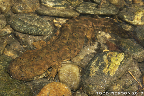 Image of Hellbender