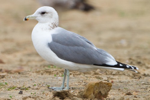 Image of California Gull