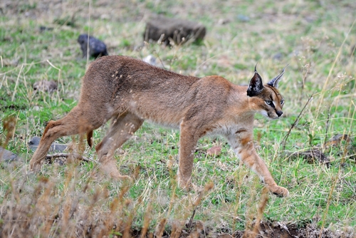 Image of Caracal