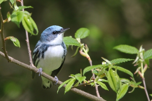 Image of Cerulean Warbler