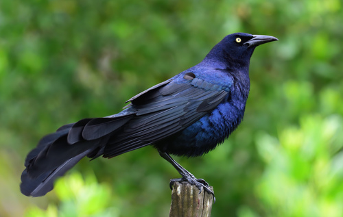 Image of Great-tailed Grackle