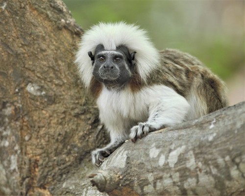 Image of Cotton-top Tamarin