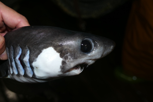 Image of Crocodile Shark