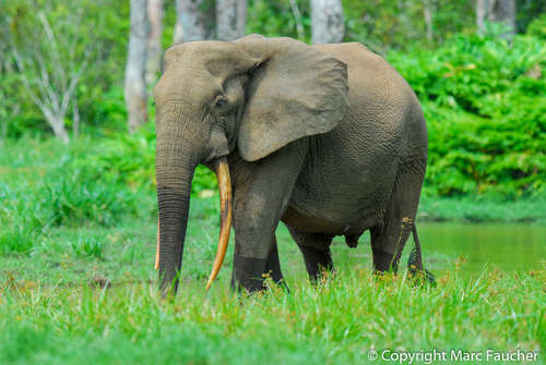 Image of Forest Elephant