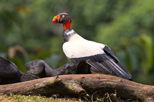 Image of King Vulture