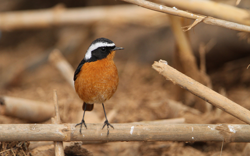 Image of Moussier's Redstart