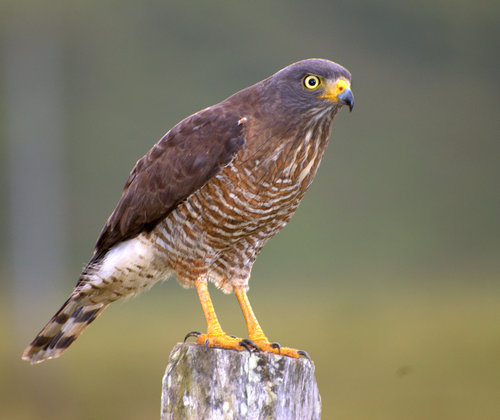 Image of Roadside Hawk