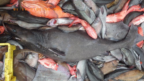 Image of Pacific Sleeper Shark