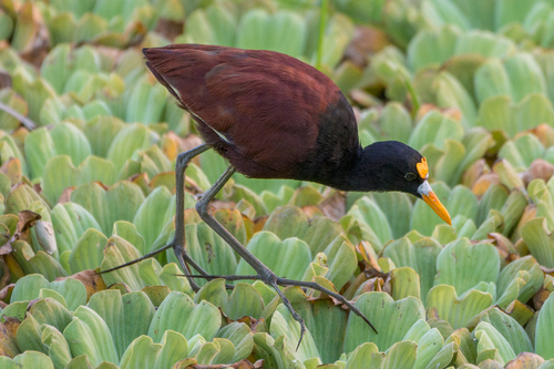 Image of Northern Jacana