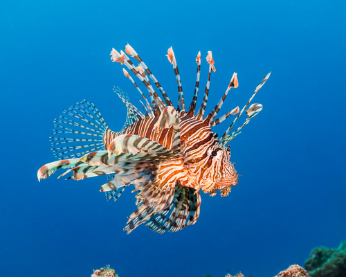 Image of Red Lionfish