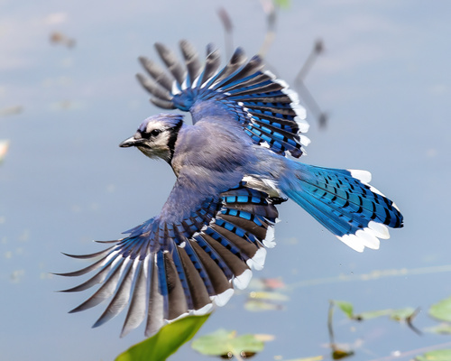 Image of Blue Jay