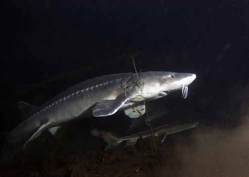 Image of White Sturgeon