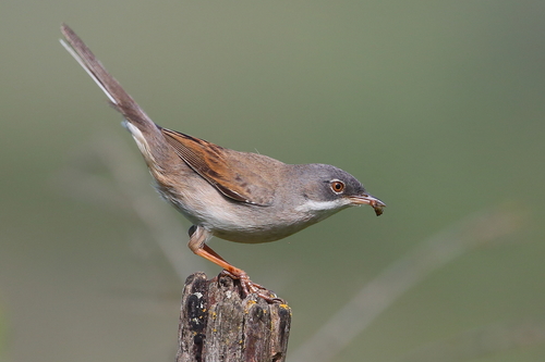 Image of Common Whitethroat