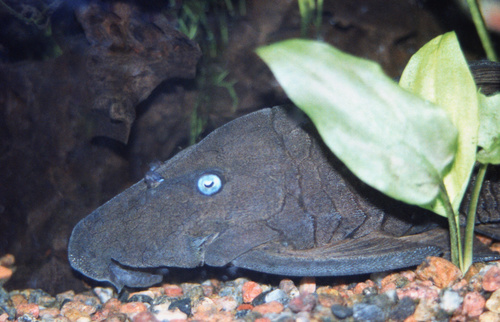 Image of Blue Eye Pleco