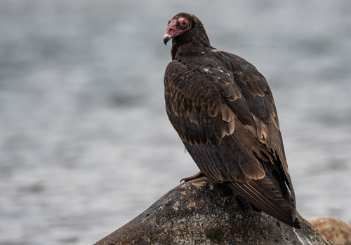 Image of Turkey Vulture