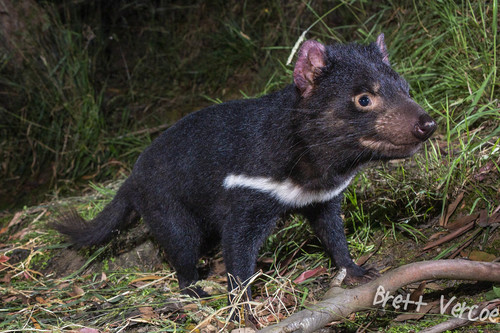 Image of Tasmanian Devil