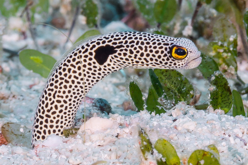 Image of Spotted Garden Eel