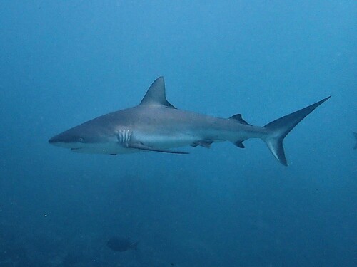 Image of Grey Reef Shark