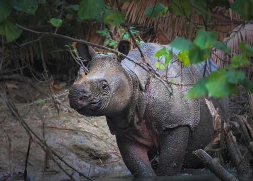 Image of Javan Rhinoceros