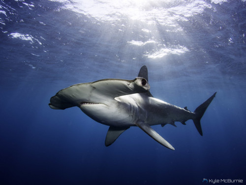 Image of Smooth Hammerhead