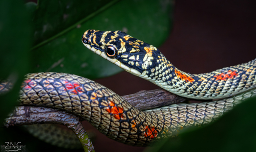 Image of Golden Tree Snake