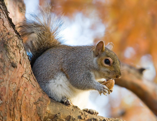 Image of Eastern Gray Squirrel