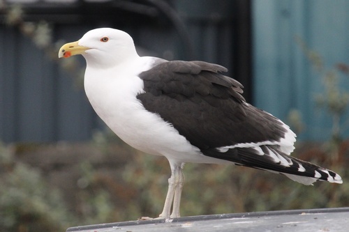 Image of Great Black-backed Gull