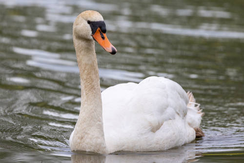 Image of Mute Swan