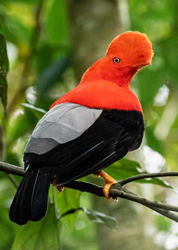 Image of Andean Cock-of-the-rock