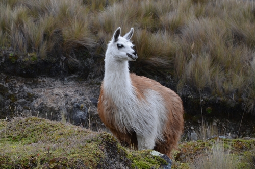 Image of Llama