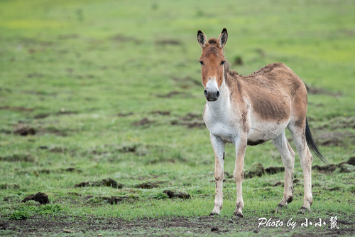 Image of Kiang